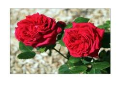 El jardín de rosas de Cherbourg