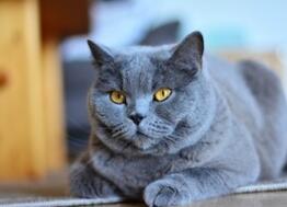 Troyes : un bar à chats au cœur du centre historique