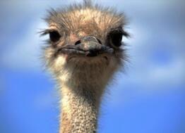 Bienvenue à la Ferme des autruches de la Saudraye (56)