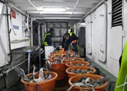 La Godaille de l’Armement de Cherbourg  met sa pêche en  ligne à partir du 6 décembre