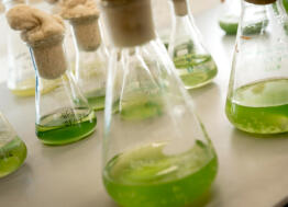 A Saint-Nazaire, la plateforme AlgoSolis fait rentrer la microalgue dans l’ère de la production industrielle