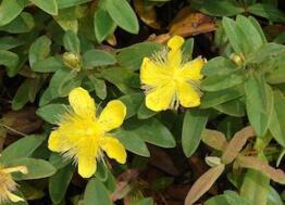 In Calvados, the city of Caen is in the Top 10 green cities of France