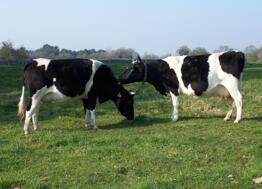 Covid 19 : les atouts de la Bretagne pour surmonter la crise