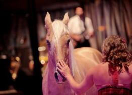 Dans le Morbihan, les Cavalcades estivales au Haras National d’Hennebont ont lieu du 6 juillet au 28 août 2020