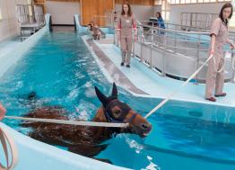 En Calvados acaba de inaugurarse KINÉSIA, el nuevo centro de fisioterapia para caballos