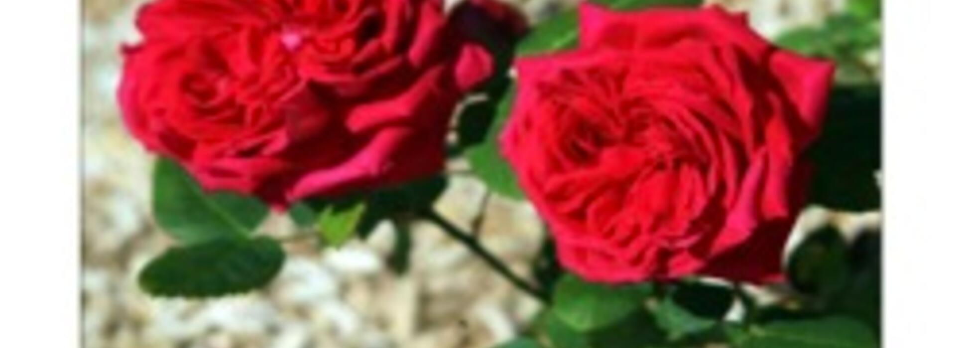 La Roseraie de Cherbourg