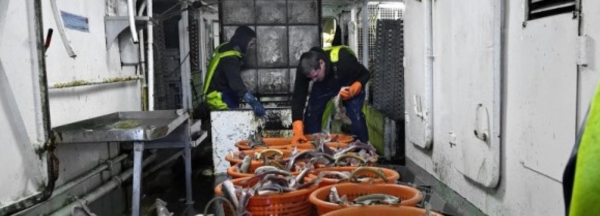 La Godaille de l’Armement de Cherbourg  met sa pêche en  ligne à partir du 6 décembre