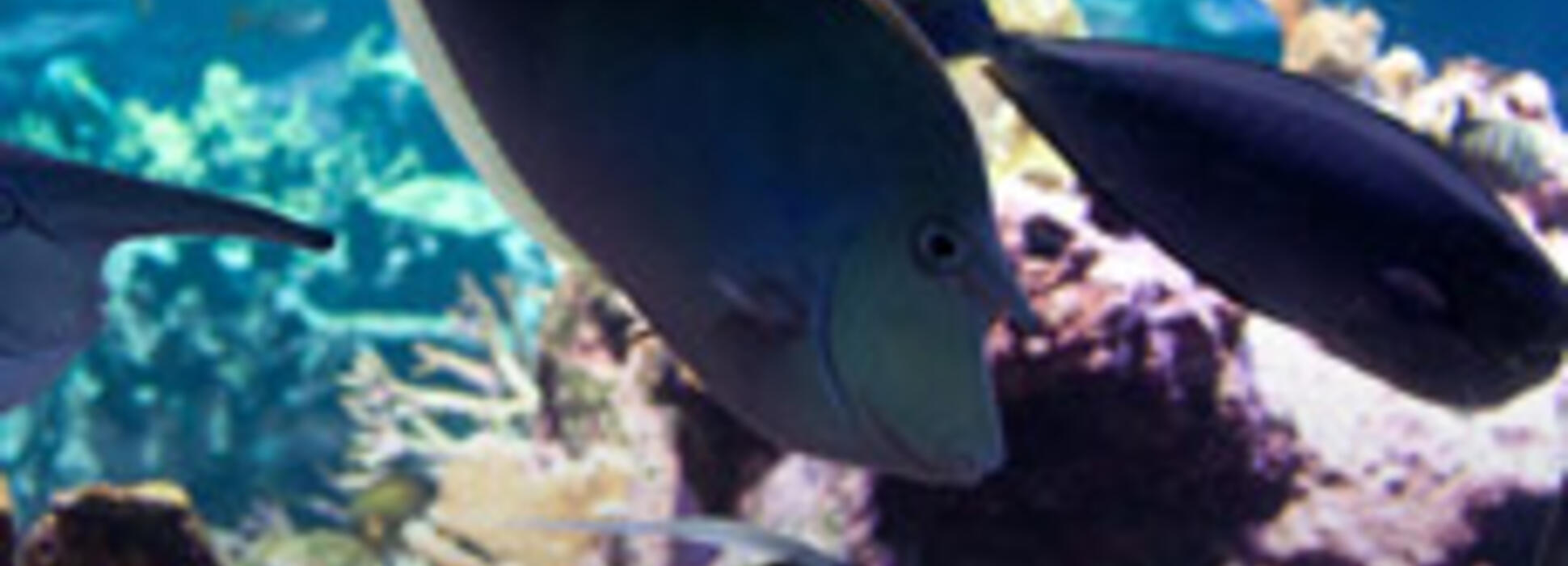 Au printemps 2019, La Cité de la Mer de Cherbourg nous invite à plonger dans son nouvel espace, l’Océan du futur