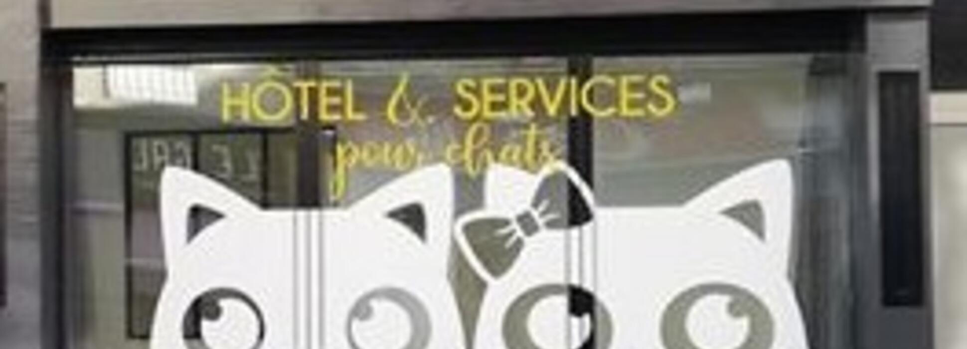 Moustache et Ronron, le nouvel hôtel pour chats de Lorient