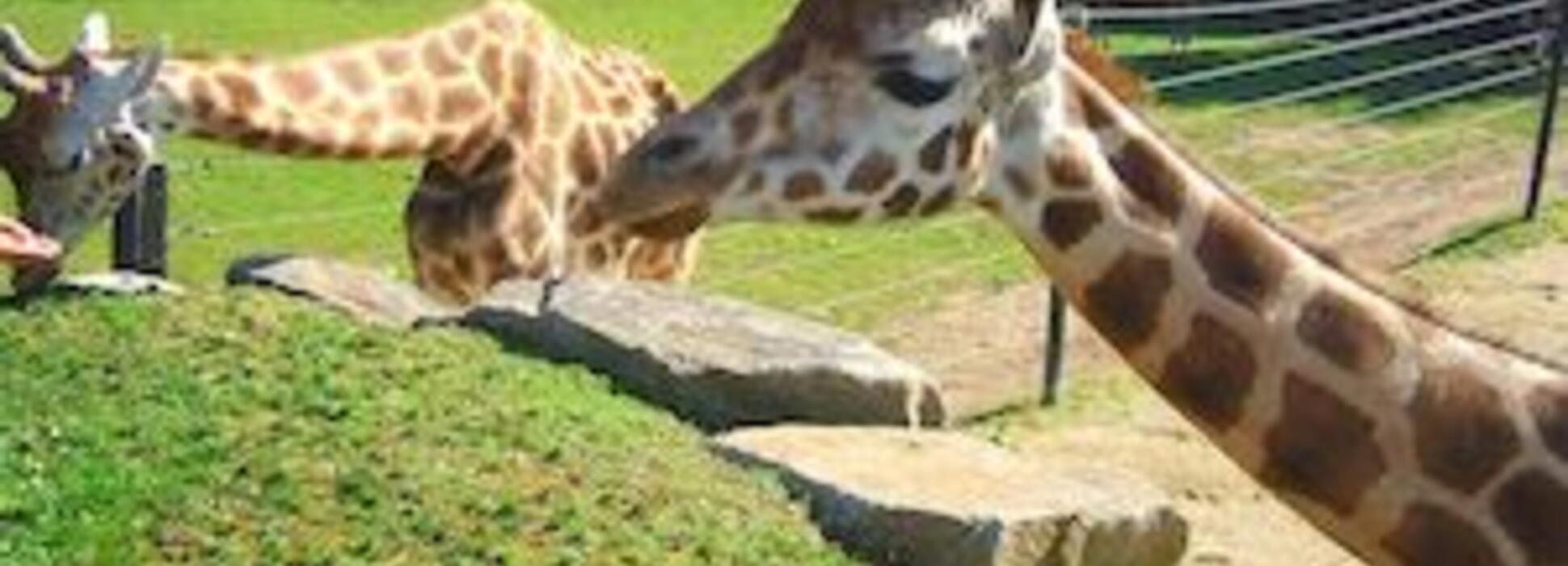 En Lorient, la ONG Rewild compra el zoo de Pont-Scorff