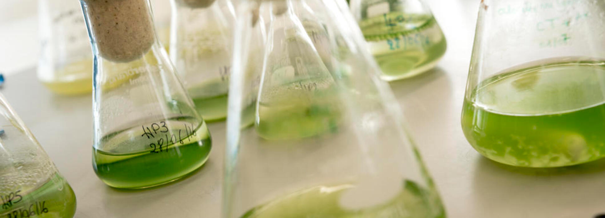 A Saint-Nazaire, la plateforme AlgoSolis fait rentrer la microalgue dans l’ère de la production industrielle