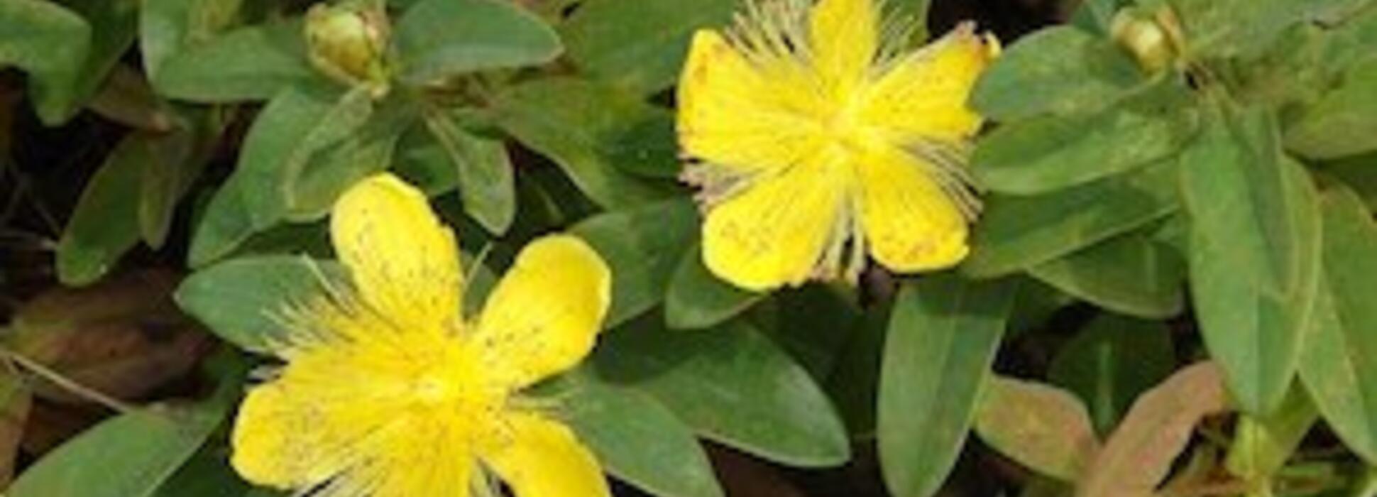 En el Calvados, la ciudad de Caen figura en el Top 10 de las 10 ciudades más verdes de Francia