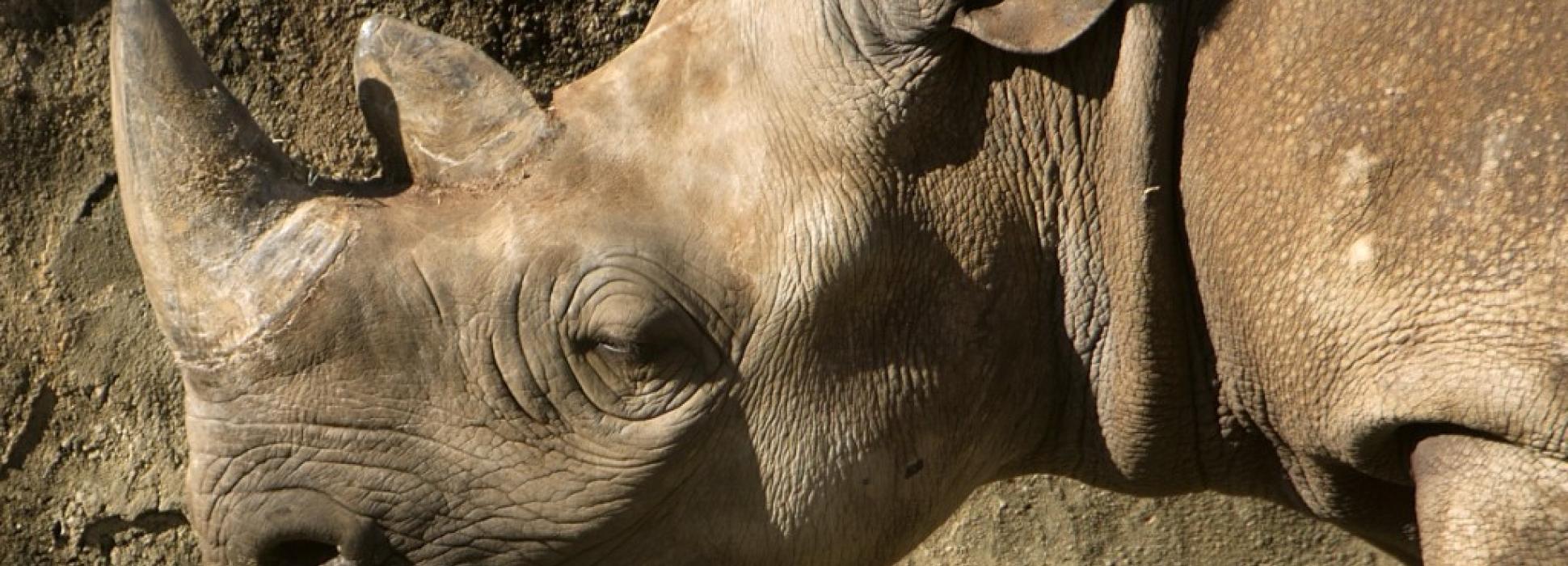 L’ONG Rewild, repreneur du zoo de Pont-Scorff, publie l’autopsie du rhinocéros noir Jacob décédé le 31 décembre 2019
