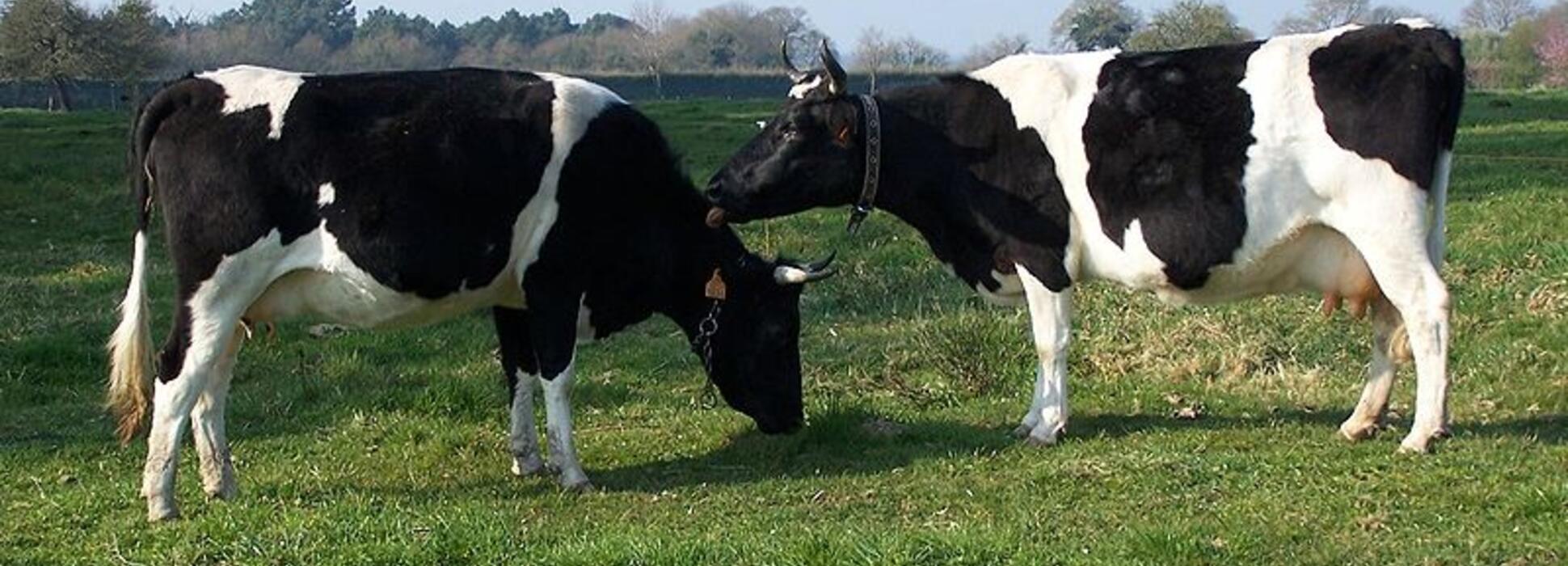 Covid 19 : les atouts de la Bretagne pour surmonter la crise