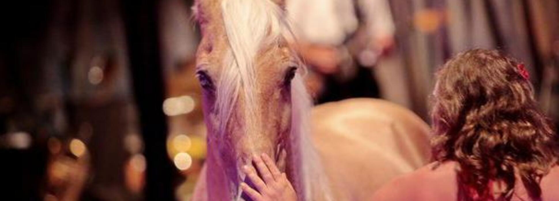 Dans le Morbihan, les Cavalcades estivales au Haras National d’Hennebont ont lieu du 6 juillet au 28 août 2020