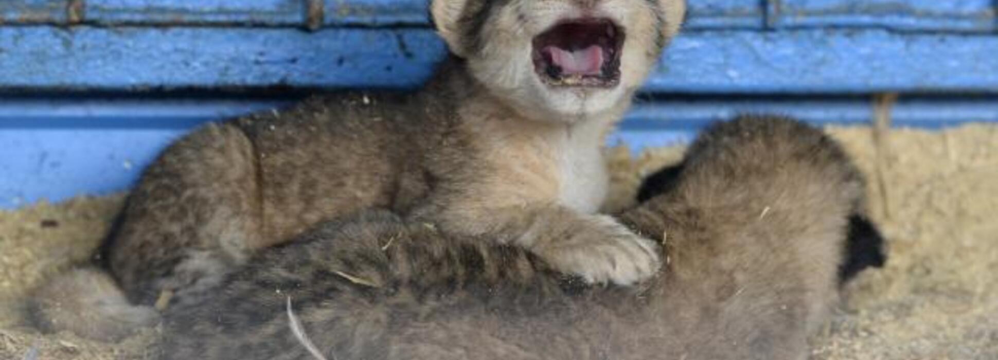 4 lionceaux nés au Cirque Mathieu Hart
