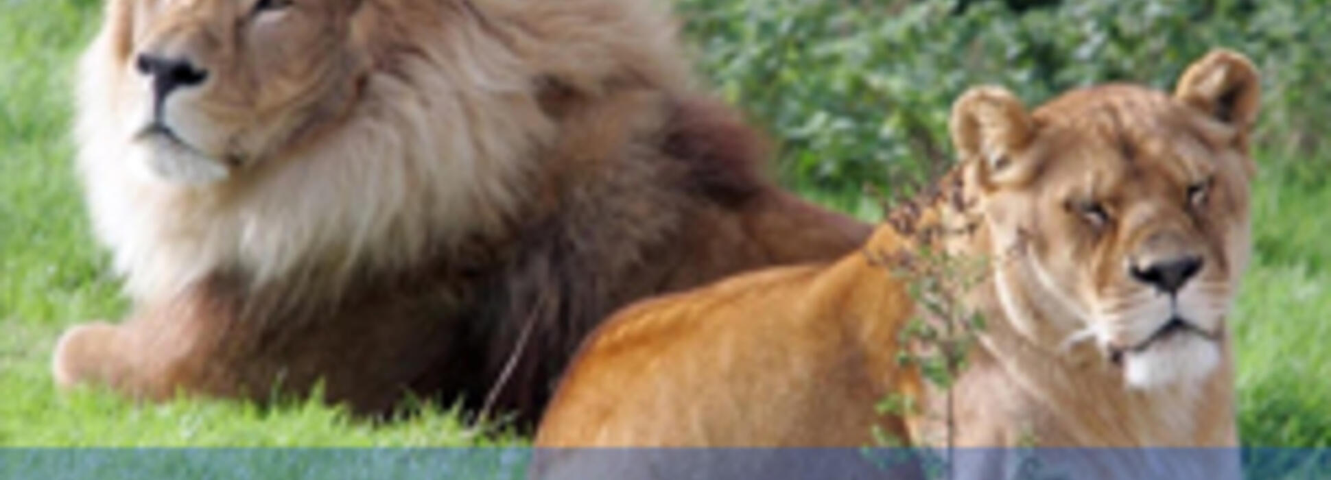 LE SMARTPARTNER DE LA SEMAINE : LE ZOO DE PONT-SCORFF À LORIENT