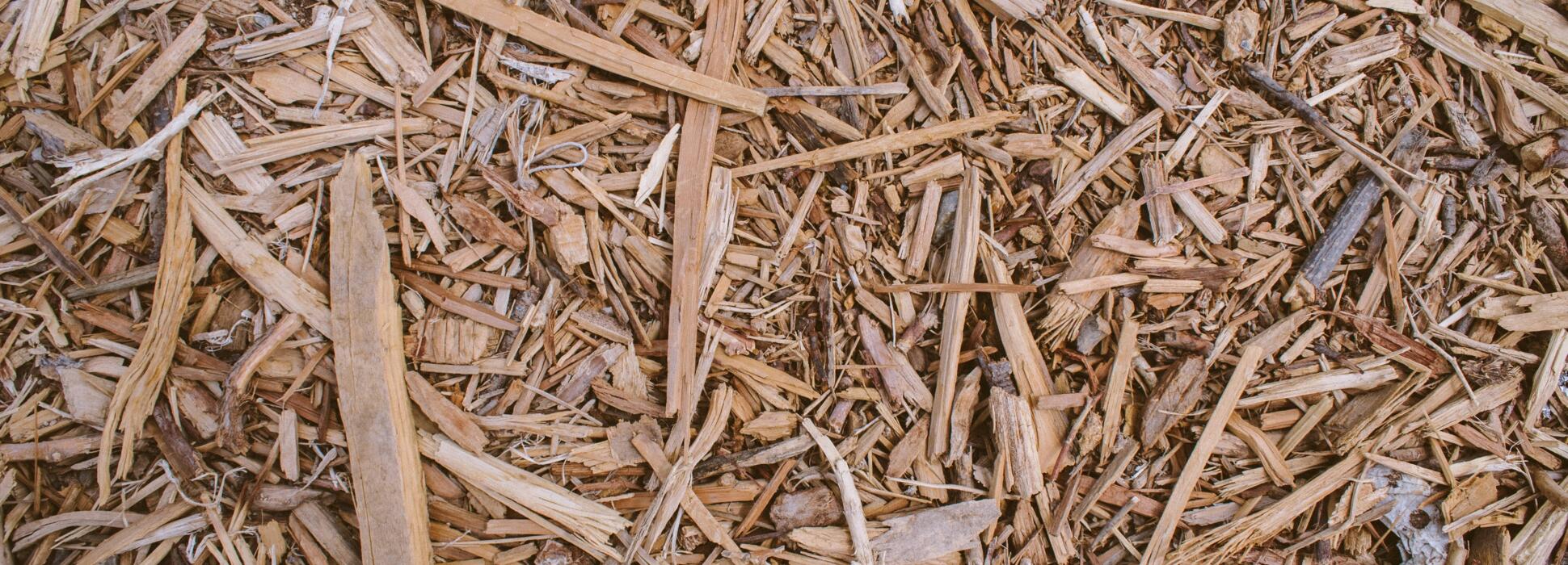 Charwood Energy, la biomasse qui révolutionne la transition énergétique